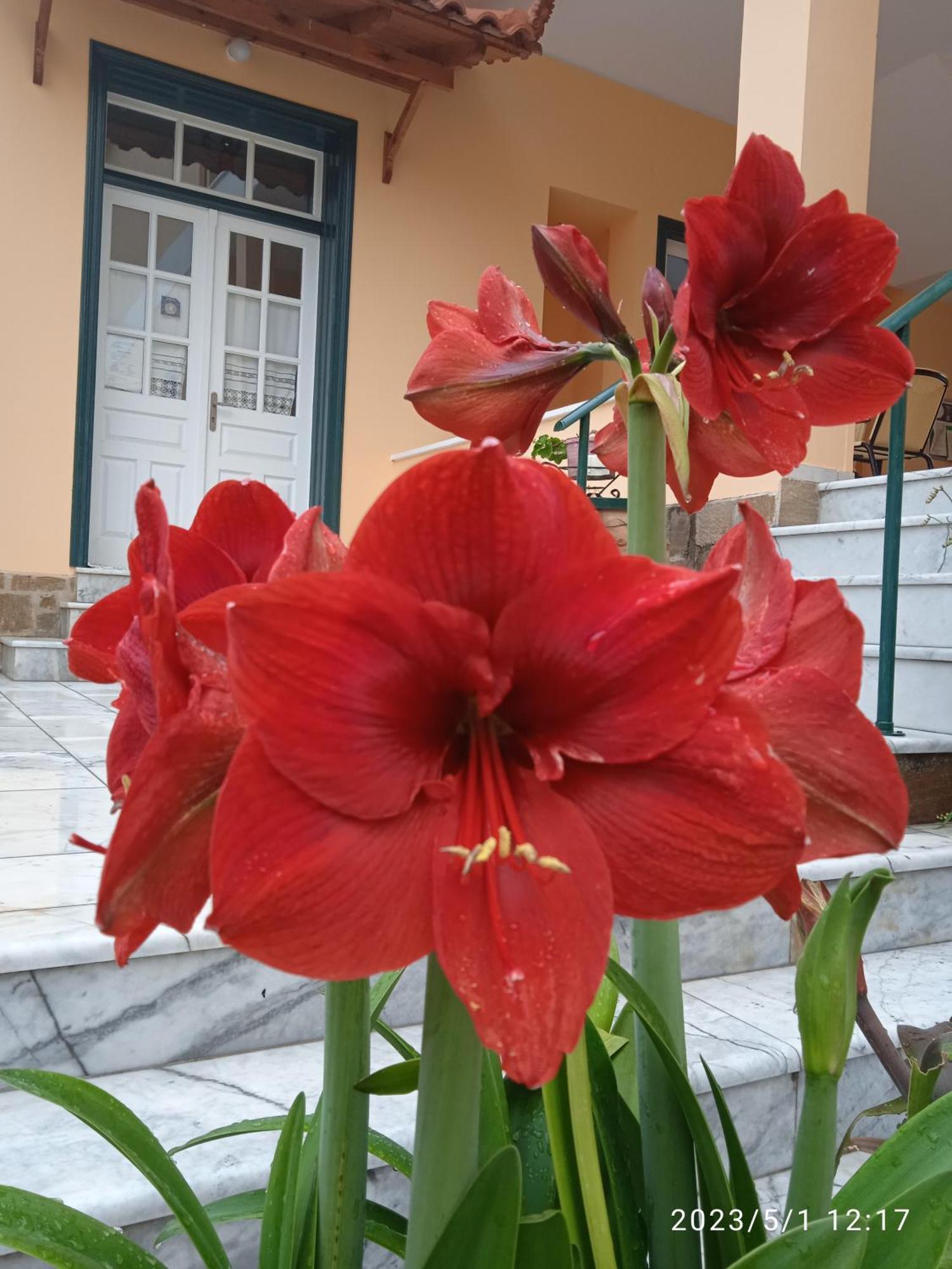 Costa-Rini Hotel Leonídion Dış mekan fotoğraf